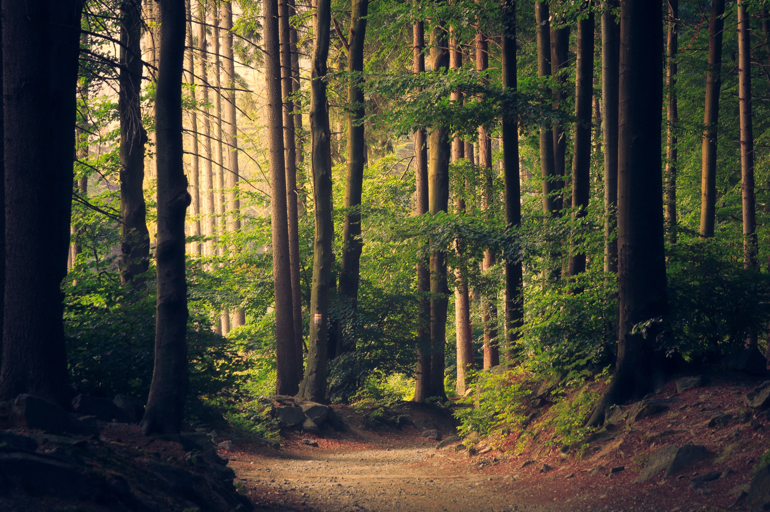 GERMANY SUMMER 2020 | YOGA & BICYCLE: infinite spaces